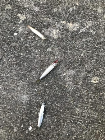 ツバス釣れず…