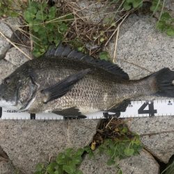 イチノ兄弟、釣果!