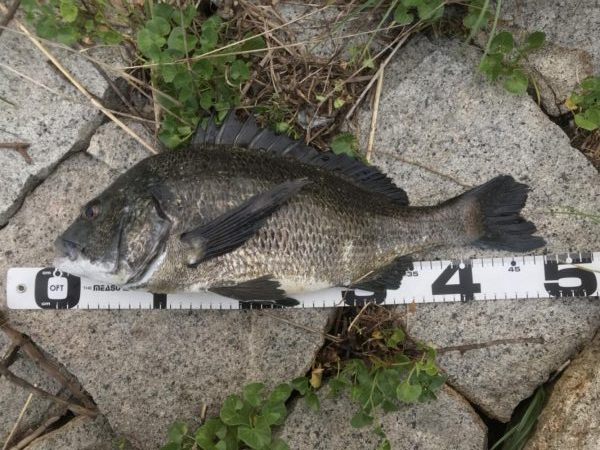 イチノ兄弟、釣果!