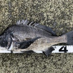 イチノ兄弟、釣果！