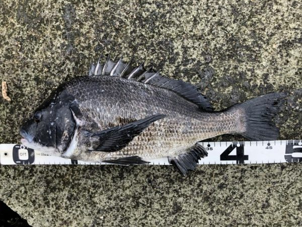 イチノ兄弟、釣果！