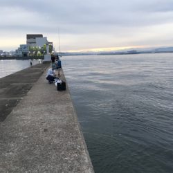 アジングタックルでサバとツバス!