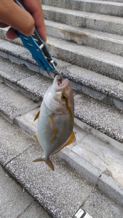 7/20釣果シオツバスチヌエソ豆アジ