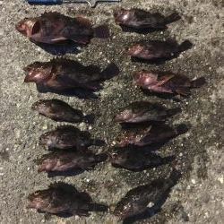 夕方の寝魚探り