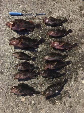 夕方の寝魚探り