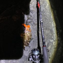 地磯にてアコウ39㎝