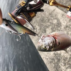 ショアジギからシーバスゲームへ