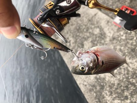 ショアジギからシーバスゲームへ