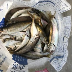 アジしかいない