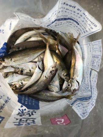 アジしかいない