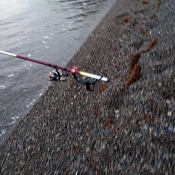 まだ　アオリイカ釣れますね!!