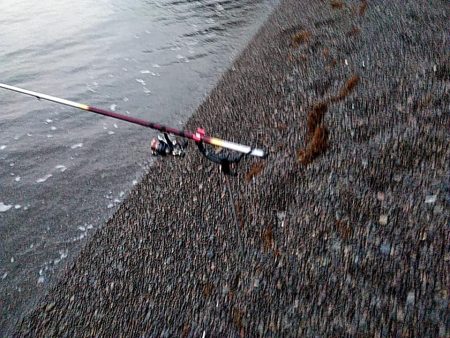 まだ　アオリイカ釣れますね!!