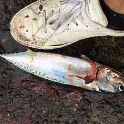 今後この海に期待大