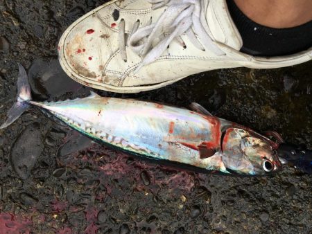 今後この海に期待大