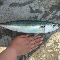 ショッコ、アイナメ、サバ、メバル爆釣day