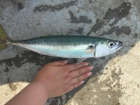 ショッコ、アイナメ、サバ、メバル爆釣day