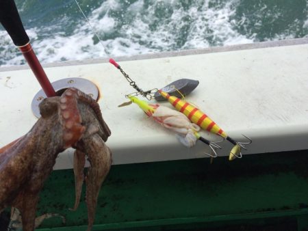 明石マダコ釣り