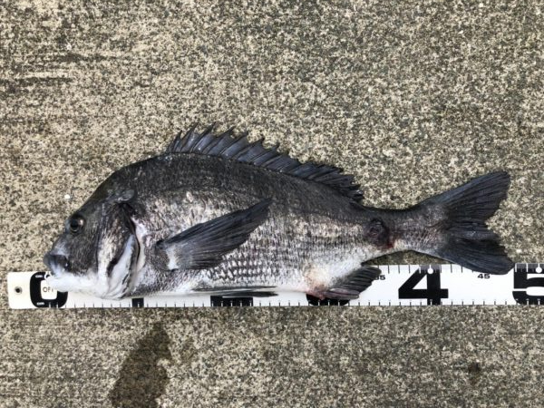 イチノ兄弟、釣果！