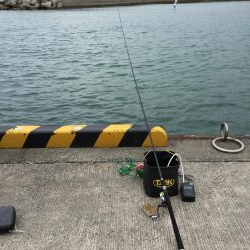 橋津港内チョイ投げ