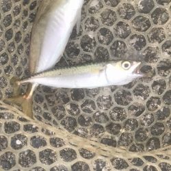 サワラ・ツバス