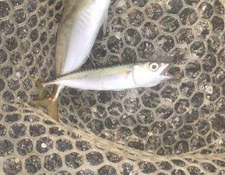 サワラ・ツバス