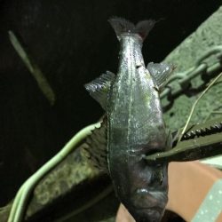 久々のアジング