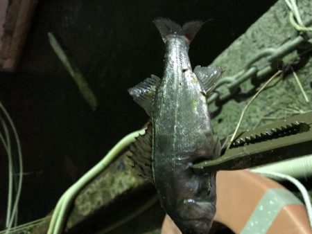 久々のアジング