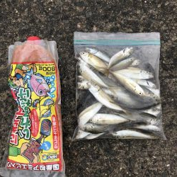 青物なし。豆アジ多し！