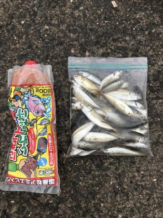 青物なし。豆アジ多し！
