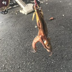 タコ釣り
