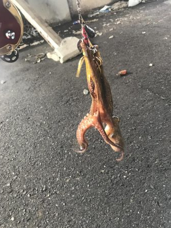 タコ釣り