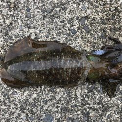 またまたエギング