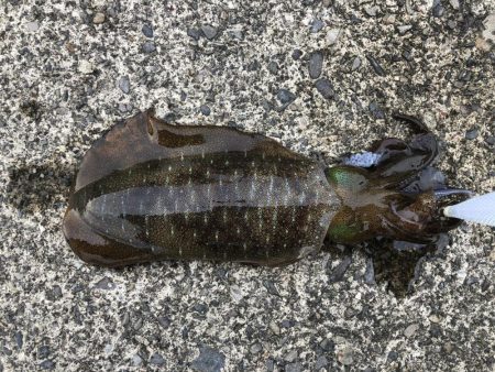 またまたエギング