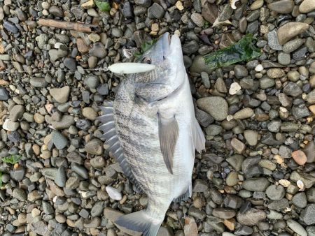 チヌはやっぱりトップでしょ〜！