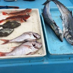 有田  よく釣れてます！