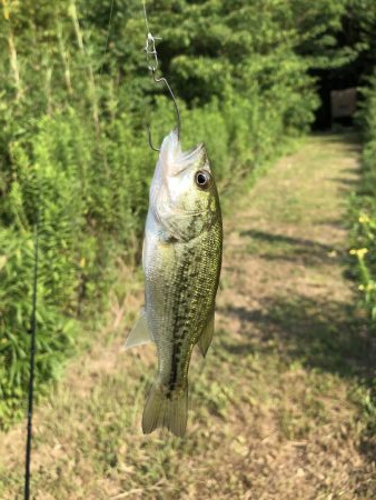 久しぶりのバス釣り