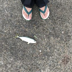 神戸港、モジャコ、ツバス祭り