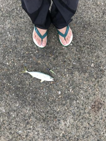 神戸港、モジャコ、ツバス祭り