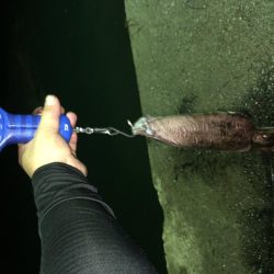 夏アオリを求めて…