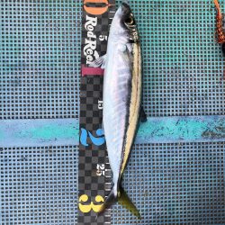 牟岐大島周辺でアカハタ