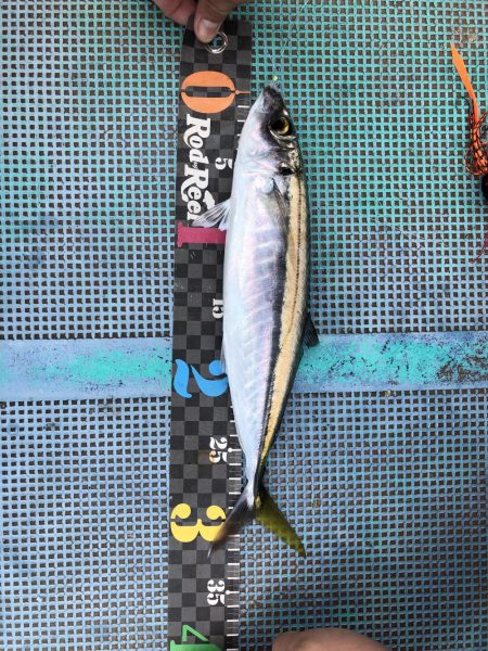 牟岐大島周辺でアカハタ