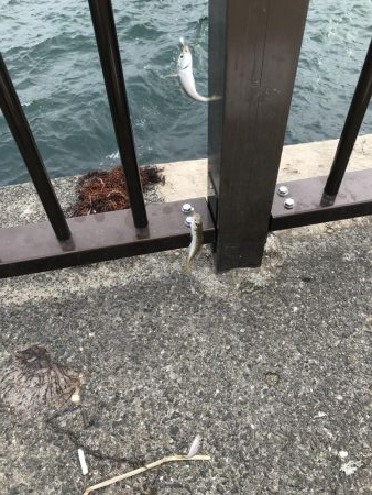 バラエティセット