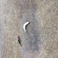 ツバスは安定の高活性