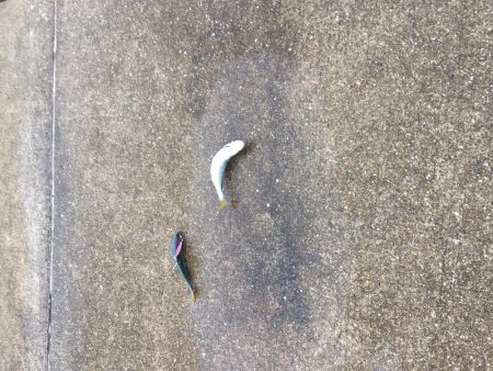 ツバスは安定の高活性