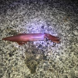 小浦一文字でシーラゲーム