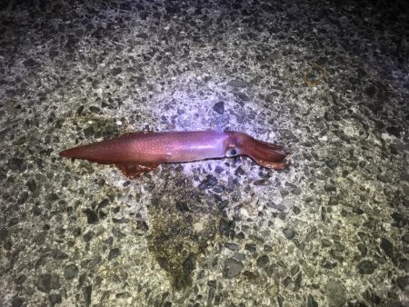 小浦一文字でシーラゲーム