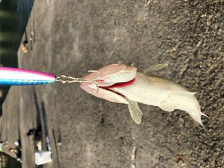 今季初タッチー