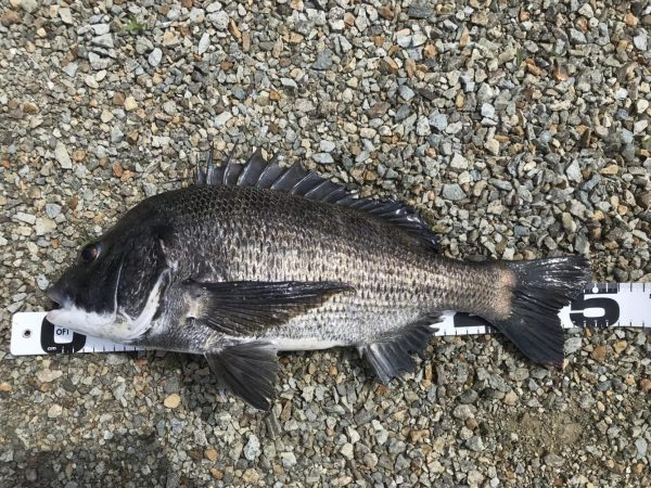 イチノ兄弟、釣果!