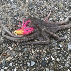 オクトパッシング デイアジング