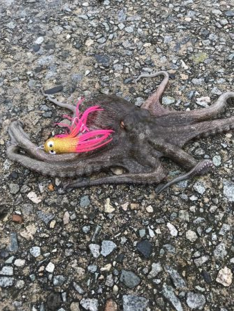 オクトパッシング デイアジング